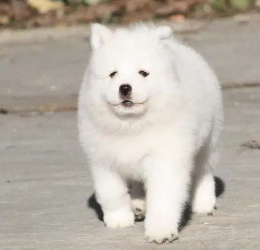 萨摩耶|萨摩耶犬吃多少才是最合适的最健康的