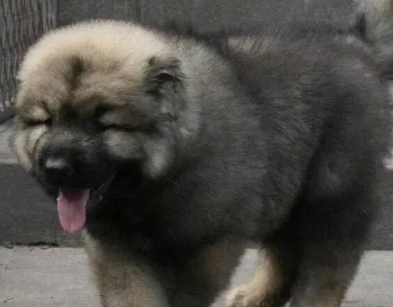 高加索犬|高加索犬的日常护理需要做到哪些方面
