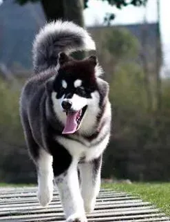 阿拉斯加犬|面部清洁手册 怎样给阿拉斯加犬清洁脸部卫生