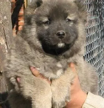 高加索犬|如何给高加索犬合理而科学的洗澡
