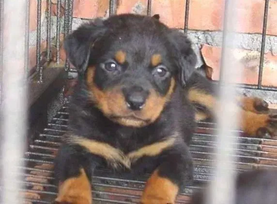 罗威纳犬|生活常识 罗威纳犬洗澡时要注意哪些