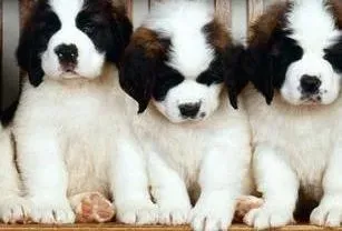 圣伯纳犬|想把圣伯纳犬送到寄养中心应该注意的事项
