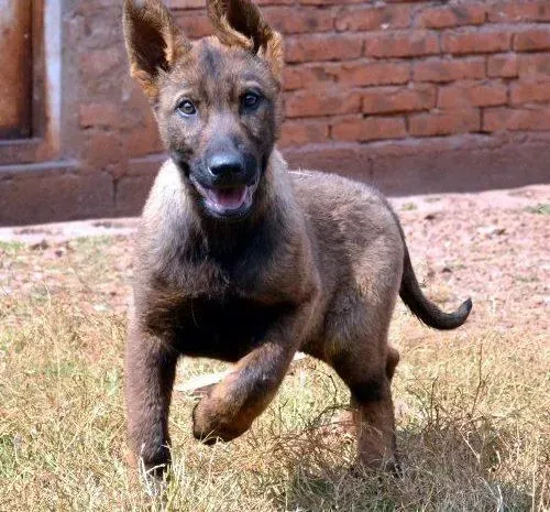 昆明犬|昆明犬吃什么吐什么，拉血 求帮助