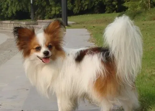 蝴蝶犬大小便 喜欢在特定的地方大小便 | 蝴蝶犬