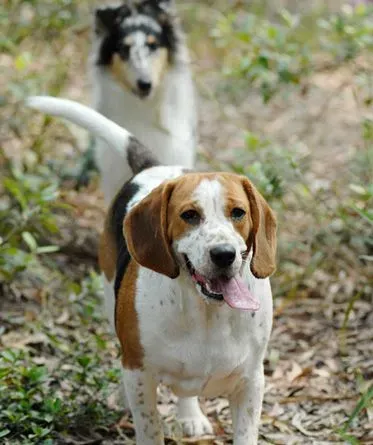 比格犬配种的方法 配种的年龄是几岁 | 比格犬