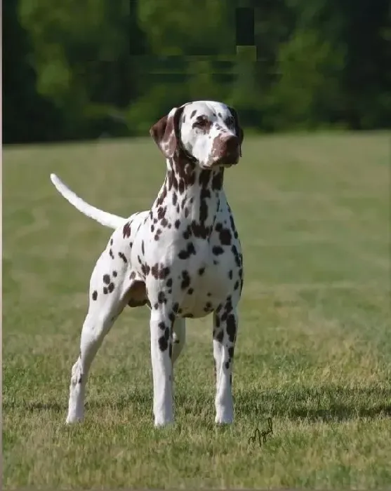 斑点狗|请问我家的斑点狗是不是犬瘟啊