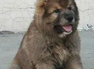 高加索犬|夏季饲养高加索犬的工作分几个方面