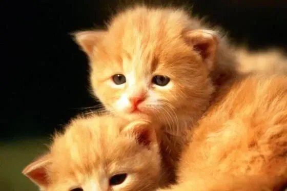 猫咪怎么养 小猫的正确饲养方法及注意什么 | 猫咪