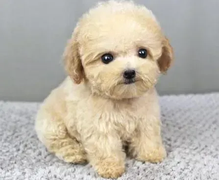 泰迪犬|非常普通20天的泰迪犬应该吃什么东西