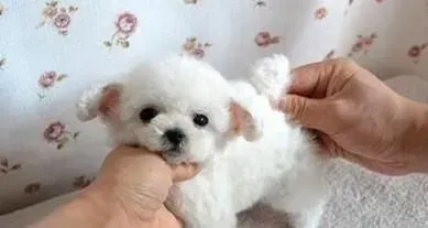 白色泰迪犬是纯种吗 如何判断泰迪狗是否纯种 | 泰迪