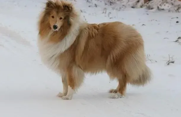 苏格兰牧羊犬|怎样让苏格兰牧羊犬对掉在地上的食物说“不”