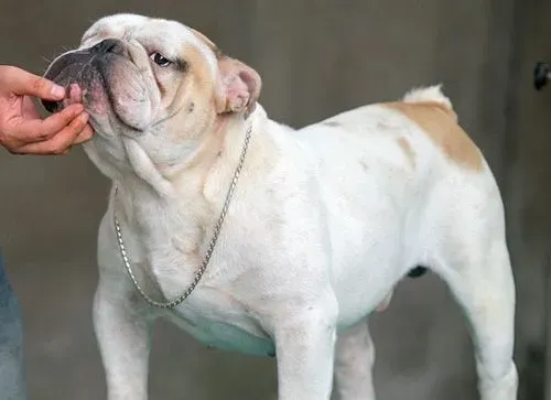 斗牛犬上厕所 耐心训练出干净的宝宝 | 斗牛犬