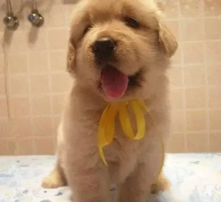 金毛|怎样为参加比赛的金毛犬修剪清洁