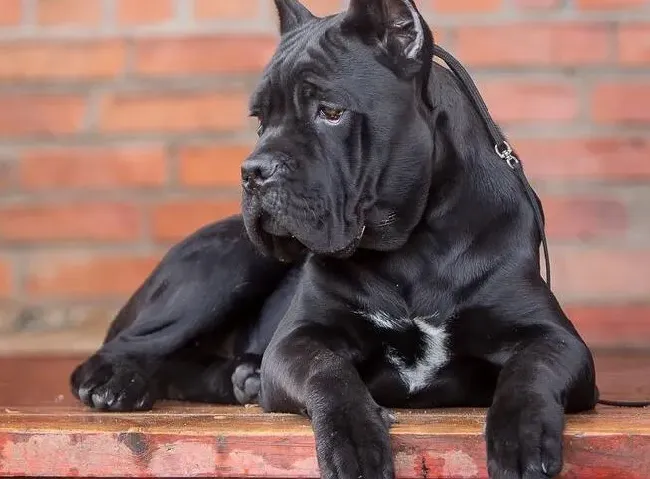 卡斯罗犬|怀孕的卡斯罗犬喂养需求，产后不愿进食的办法