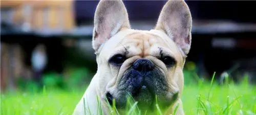 法国斗牛犬好繁殖吗 好的品种肯定不好繁殖 | 法国斗牛犬