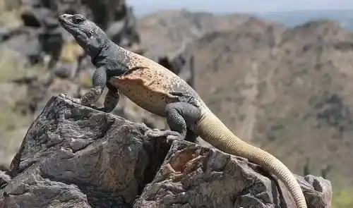 蜥蜴是卵生动物吗 蜥蜴是卵生动物的一种 | 蜥蜴