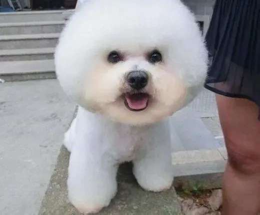 比熊犬|让你的比熊犬变得有规矩的几个小妙招