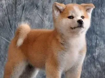 秋田犬有没有白色 秋田犬其实是有白色的 | 秋田犬