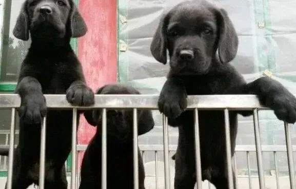 拉布拉多|拉布拉多犬不吃东西只喝水挑食怎么处理