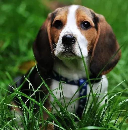 比格犬|比格犬严重贫血需要怎么治疗