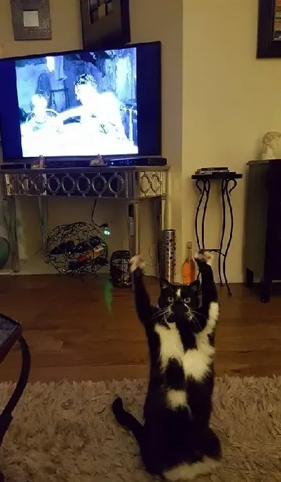 爱高举双手的趣猫咪 超可爱模样瞬间变网络红猫 | 猫