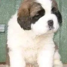 圣伯纳犬|成长第一步 给圣伯纳犬幼犬断奶的健康护理