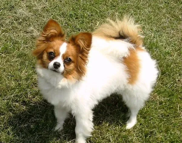 蝴蝶犬大小便 喜欢在特定的地方大小便 | 蝴蝶犬