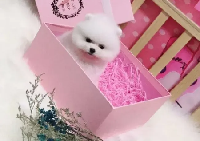 博美犬|博美犬口吐咖啡色液体，这是为什么