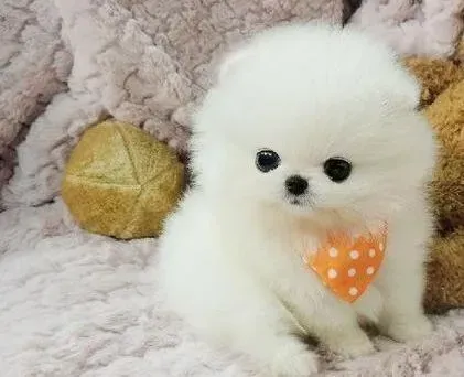 博美犬|博美犬身上有臭臭的味道，怎样才能去除掉