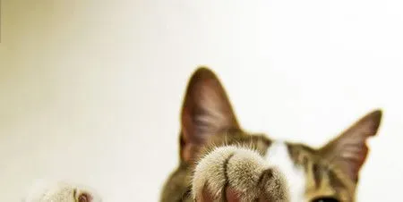 3个月的猫吃什么 请注意猫不用配调料 | 猫