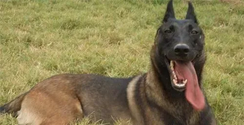 比利时牧羊犬凶猛吗 警戒心强聪颖机警 | 比利时牧羊犬