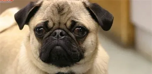 巴哥犬吃什么狗粮最好 中软型专用狗粮 | 巴哥犬