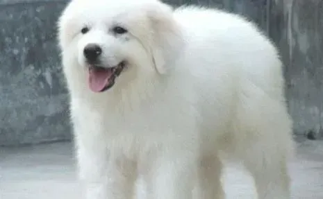 大白熊犬|怎样及时制止大白熊狗狗扑向陌生人