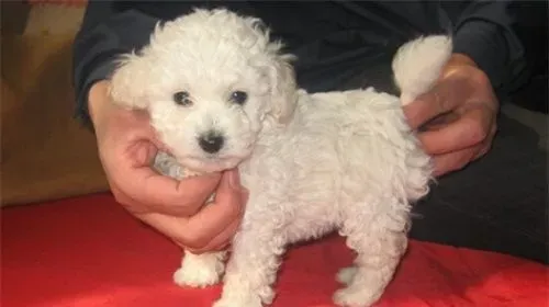 白色泰迪犬是纯种吗 如何判断泰迪狗是否纯种 | 泰迪