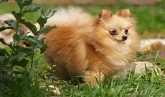 博美犬|影响博美犬毛发健康靓丽的因素有哪些