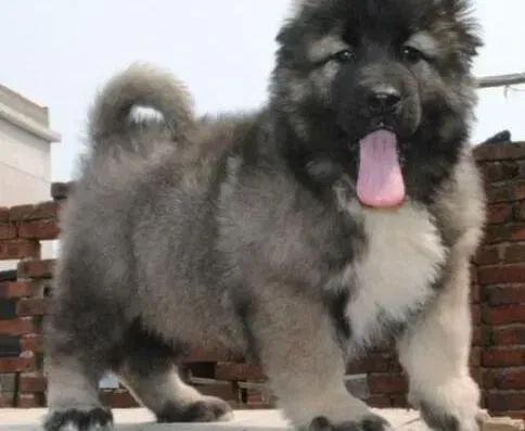 高加索犬|高加索犬打针部位鼓个包有没有事