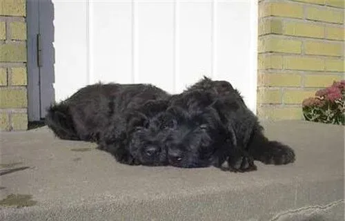 伯瑞犬优缺点 很具有个性和创意聪明而无畏 | 伯瑞犬