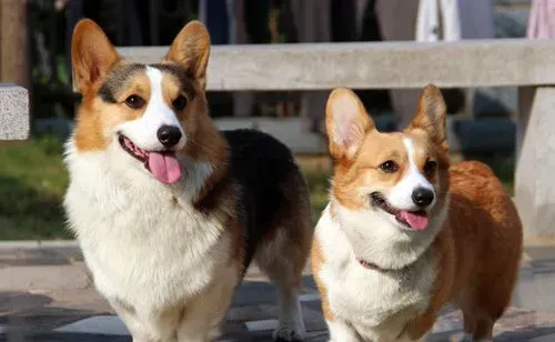 柯基犬的特点 从外貌特征去鉴别 | 柯基犬