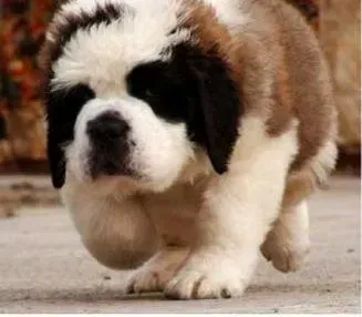 圣伯纳犬|圣伯纳犬一直哼唧，坐卧不安的原因