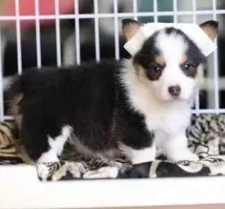 柯基犬|柯基犬最近眼睛总流泪是怎么了