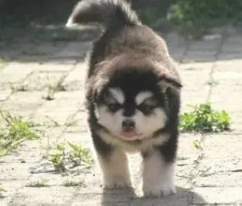 阿拉斯加犬|营养不良对阿拉斯加雪橇犬母犬及胎儿有什么影响