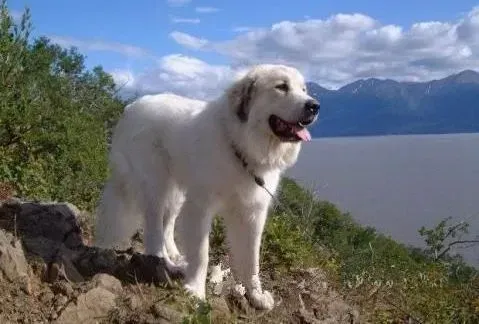 大白熊犬|大白熊犬患上细小打几天针能有好转