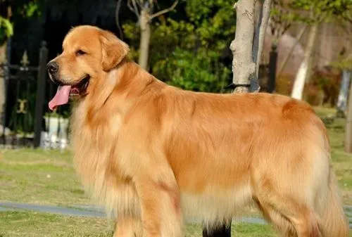金毛犬吃多了怎么办 治疗及预防的方法 | 金毛犬