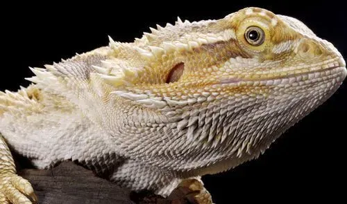 蜥蜴是卵生动物吗 蜥蜴是卵生动物的一种 | 蜥蜴