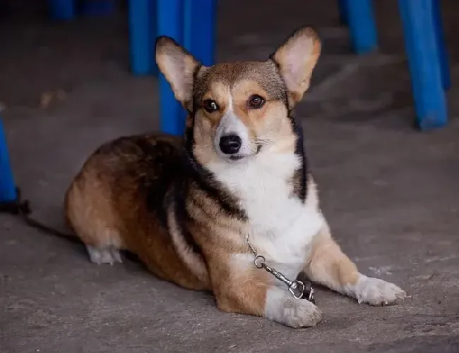 柯基犬|柯基犬白眼球有好多红丝需要滴眼药水吗