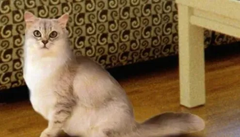猫的被毛系统 揭猫的被毛系统有哪些特征 | 猫