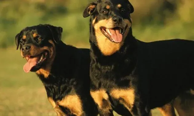 罗威纳犬|改善罗威纳犬吃大便的方法