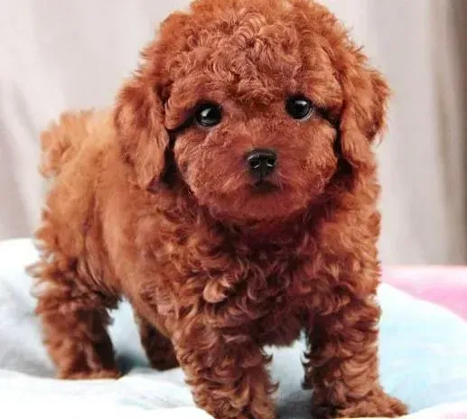 泰迪犬|梳理大全之给泰迪犬梳理时须用到哪些工具