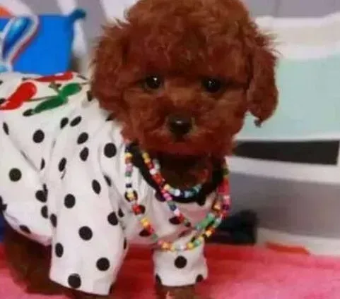 泰迪犬|泰迪犬的毛发为什么不卷卷