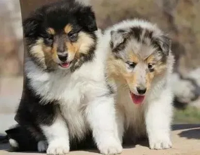 苏格兰牧羊犬|苏格兰牧羊犬拉肚子站不起来了怎么办
